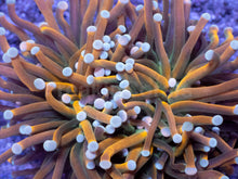 Load image into Gallery viewer, Euphyllia glabrescens “Banana Bronze Torch”