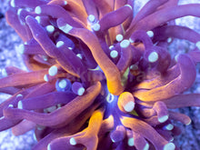 Load image into Gallery viewer, Euphyllia glabrescens “Imperial Graft Torch”