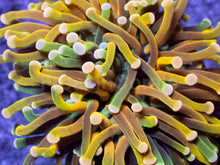 Carregar imagem no visualizador da galeria, Euphyllia glabrescens “Green Lizard Banana Torch” - freakincorals.com