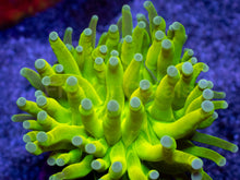 Load image into Gallery viewer, Euphyllia glabrescens “Flubber Torch – White Tip”