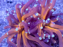 Load image into Gallery viewer, Euphyllia glabrescens “Imperial Graft Torch”