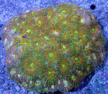Load image into Gallery viewer, Acanthastrea echinata “Solar Fusion Colony”