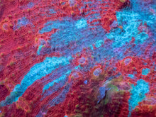 Carregar imagem no visualizador da galeria, Chalice “Liberty Ember” – Mastergrade