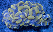 Load image into Gallery viewer, Plerogyra sinuosa “Golden Bubble”