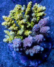 Carregar imagem no visualizador da galeria, Acropora tenuis “Nuclear Crown” - Cut-to-Order - freakincorals.com