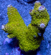 Carregar imagem no visualizador da galeria, Acropora abrotanoides “Toxic Slime” - Cut-to-Order