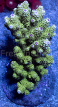 Carregar imagem no visualizador da galeria, Acropora humilis “Emerald Beast” – Super Polyp - Cut-to-Order