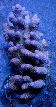 Carregar imagem no visualizador da galeria, Acropora millepora “Mint Rose”