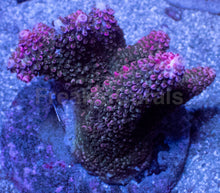 Carregar imagem no visualizador da galeria, Acropora abrotanoides “Cotton Candy Slime”