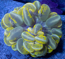 Load image into Gallery viewer, Plerogyra sinuosa “Toxic Blotch” – Mastergrade