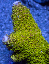 Carregar imagem no visualizador da galeria, Acropora abrotanoides “Toxic Slime” - Cut-to-Order