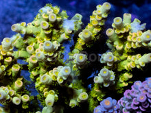 Carregar imagem no visualizador da galeria, Acropora tenuis “Nuclear Crown” - Cut-to-Order - freakincorals.com