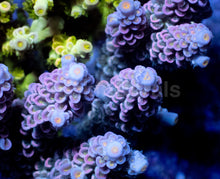 Carregar imagem no visualizador da galeria, Acropora tenuis “Nuclear Crown” - Cut-to-Order - freakincorals.com
