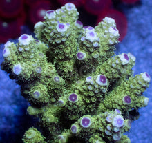 Carregar imagem no visualizador da galeria, Acropora humilis “Emerald Beast” – Super Polyp - Cut-to-Order