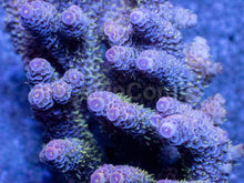 Carregar imagem no visualizador da galeria, Acropora millepora “Mint Rose”