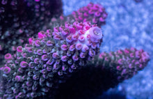 Carregar imagem no visualizador da galeria, Acropora abrotanoides “Cotton Candy Slime”