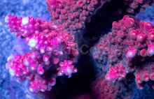Carregar imagem no visualizador da galeria, Acropora sp. “Crimson Fury” (Indonesia Red) - freakincorals.com