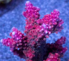 Carregar imagem no visualizador da galeria, Acropora sp. “Crimson Fury” (Indonesia Red) - freakincorals.com