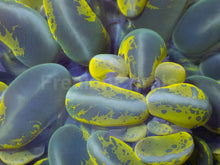 Load image into Gallery viewer, Plerogyra sinuosa “Toxic Blotch” – Mastergrade