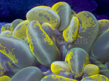 Load image into Gallery viewer, Plerogyra sinuosa “Toxic Blotch” – Mastergrade