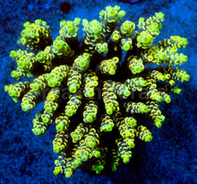 Carregar imagem no visualizador da galeria, Acropora tenuis “Solar Flare” - Cut-to-Order - freakincorals.com