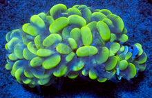 Load image into Gallery viewer, Plerogyra sinuosa “Golden Bubble”