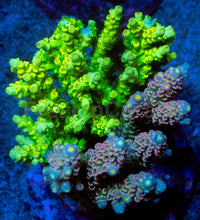 Carregar imagem no visualizador da galeria, Acropora tenuis “Nuclear Crown” - Cut-to-Order - freakincorals.com