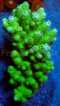 Carregar imagem no visualizador da galeria, Acropora humilis “Emerald Beast” – Super Polyp - Cut-to-Order