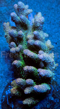 Carregar imagem no visualizador da galeria, Acropora millepora “Mint Rose”