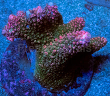 Carregar imagem no visualizador da galeria, Acropora abrotanoides “Cotton Candy Slime”