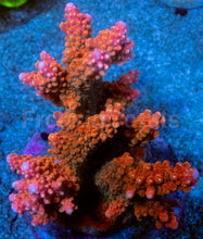 Carregar imagem no visualizador da galeria, Acropora sp. “Crimson Fury” (Indonesia Red) - freakincorals.com