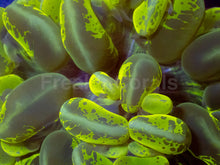 Load image into Gallery viewer, Plerogyra sinuosa “Toxic Blotch” – Mastergrade