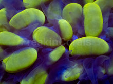 Load image into Gallery viewer, Plerogyra sinuosa “Golden Bubble”