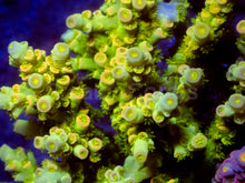 Carregar imagem no visualizador da galeria, Acropora tenuis “Nuclear Crown” - Cut-to-Order - freakincorals.com