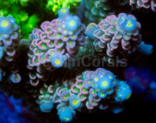 Carregar imagem no visualizador da galeria, Acropora tenuis “Nuclear Crown” - Cut-to-Order - freakincorals.com