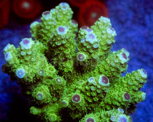 Carregar imagem no visualizador da galeria, Acropora humilis “Emerald Beast” – Super Polyp - Cut-to-Order