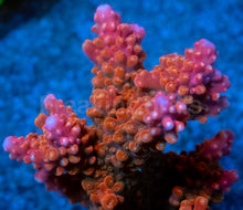 Carregar imagem no visualizador da galeria, Acropora sp. “Crimson Fury” (Indonesia Red) - freakincorals.com