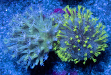 Carregar imagem no visualizador da galeria, FK Extreme Polyps Sarcophyton Combo (Mini Corals 1 cm diameter each) FK1211