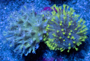 FK Extreme Polyps Sarcophyton Combo (Mini Corals 1 cm diameter each) FK1211