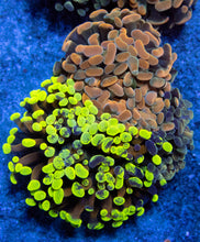 Load image into Gallery viewer, FK Ultra Euphyllia Combo (4 Euphyllia Types - Fluor, Blotchy &amp; Copper) FK669