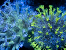 Carregar imagem no visualizador da galeria, FK Extreme Polyps Sarcophyton Combo (Mini Corals 1 cm diameter each) FK1211