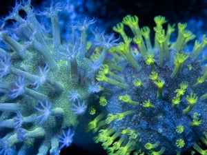 FK Extreme Polyps Sarcophyton Combo (Mini Corals 1 cm diameter each) FK1211