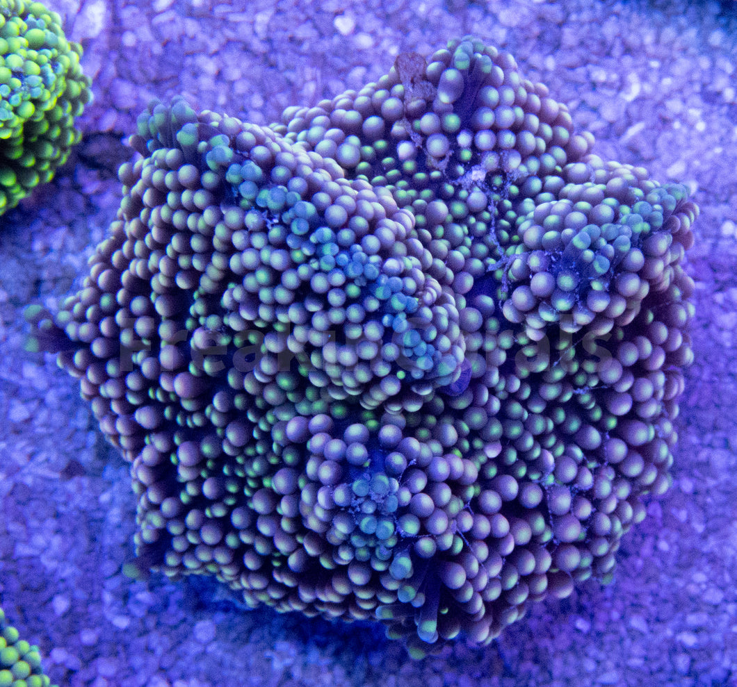 FK Purple Ricordea Florida FK1217