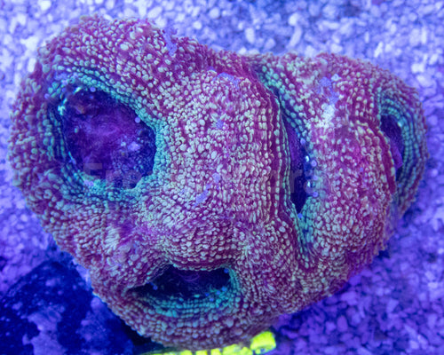 FK Green Apple Bowerbanki Acanthastrea FK429