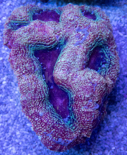 FK Green Apple Bowerbanki Acanthastrea FK400