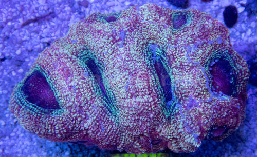 FK Green Apple Bowerbanki Acanthastrea FK210