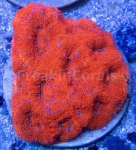 FK Red Bowerbanki Acanthastrea FK064