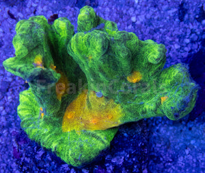 JF Space Invader Pectina (Signature Coral) FK597