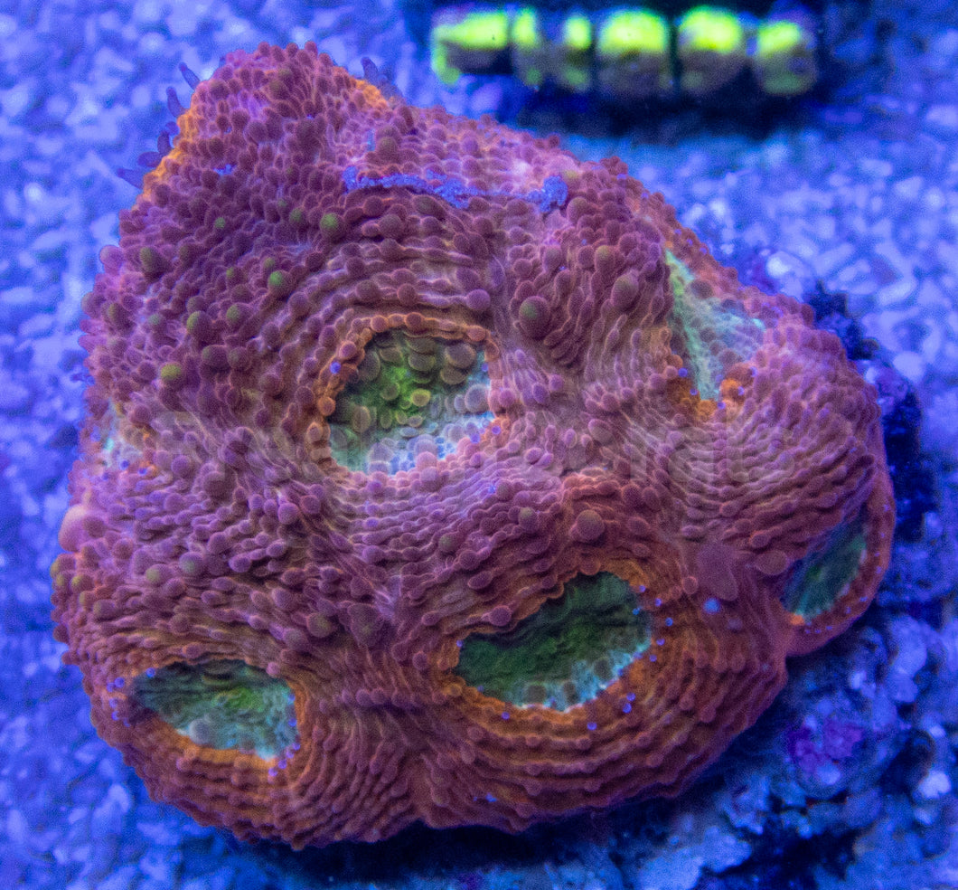 FK Orange Echinata Acanthastrea FK473