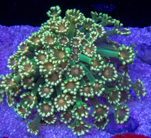 Load image into Gallery viewer, FK Gold &amp; Green Alveopora (Rare Color)